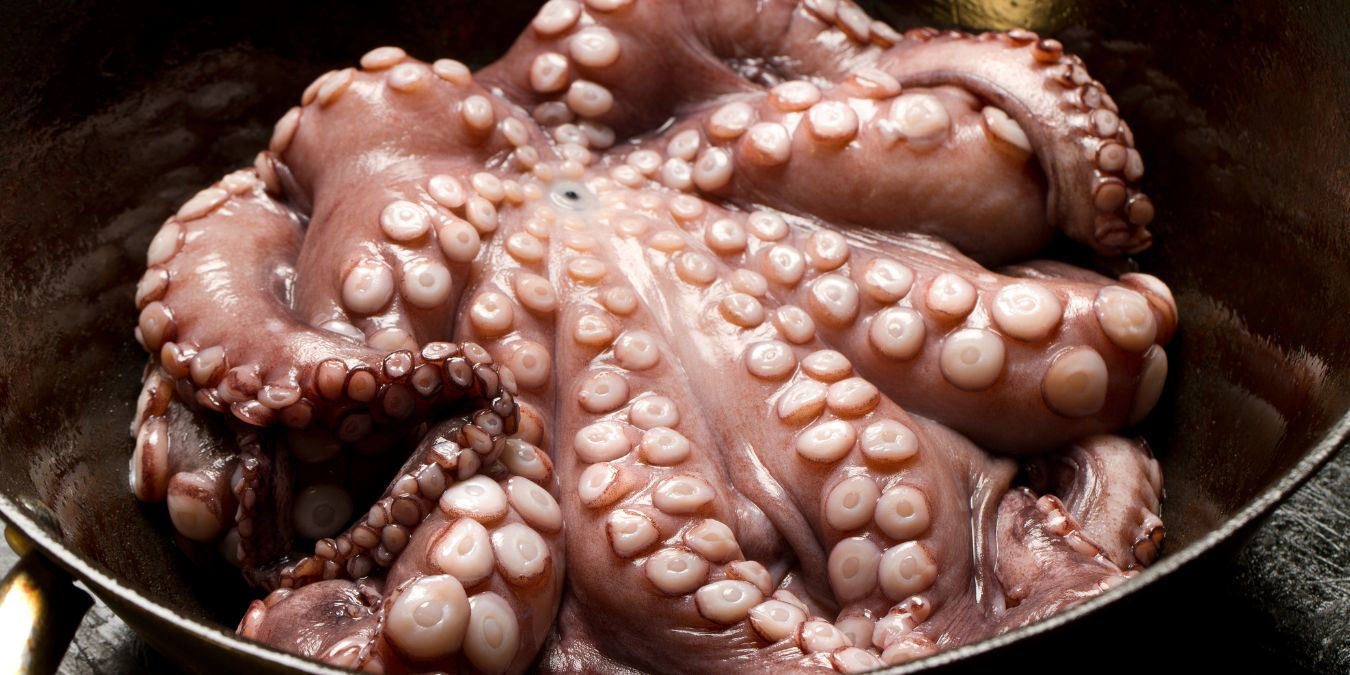 CHOOSING HIGH-QUALITY OCTOPUS